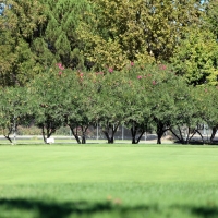 Putting Greens Mount Charleston Nevada Synthetic Turf