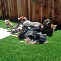 Synthetic Veterinary Clinic Blue Diamond Nevada Installation